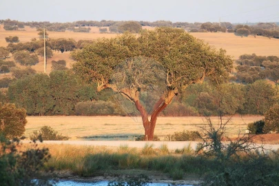Negócio para Venda em Cunheira