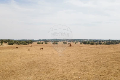 Negócio para Venda em Cunheira