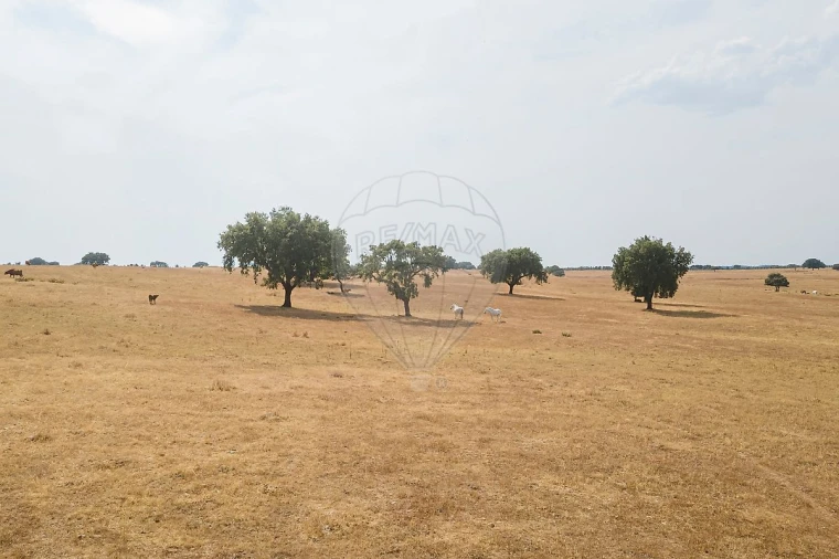Negócio para Venda em Cunheira Foto 16