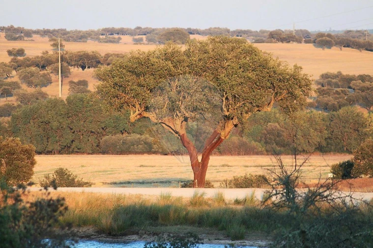 Negócio para Venda em Cunheira Foto 28