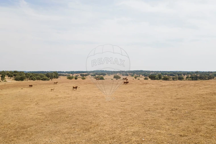Negócio para Venda em Cunheira Foto 15