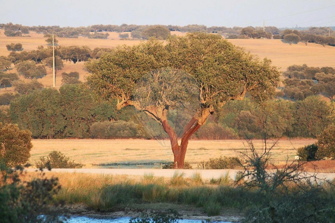 Negócio para Venda em Cunheira Foto 28