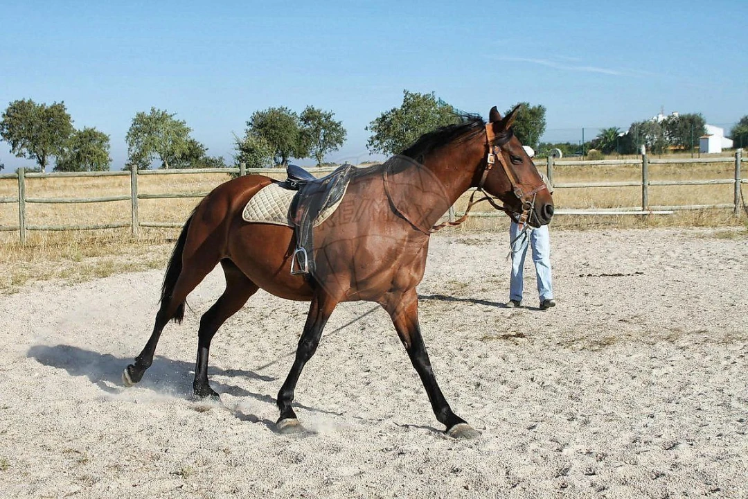 Negócio para Venda em Cunheira Foto 17
