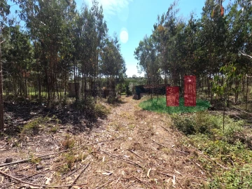 Moradia T1 para Venda em Asseiceira