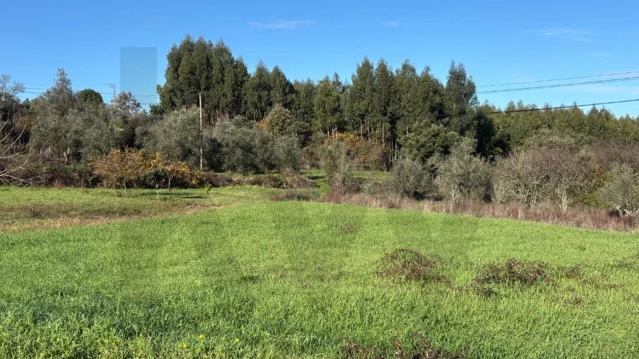 Terreno para Venda em Olalhas