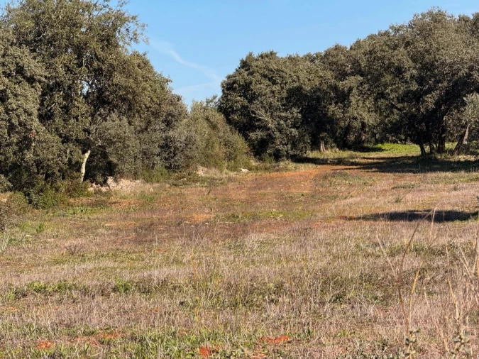 Terreno para Venda em Brogueira, Parceiros de Igreja e Alcorochel Foto 9