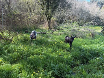Quinta T10 para Venda em Agualva e Mira-Sintra