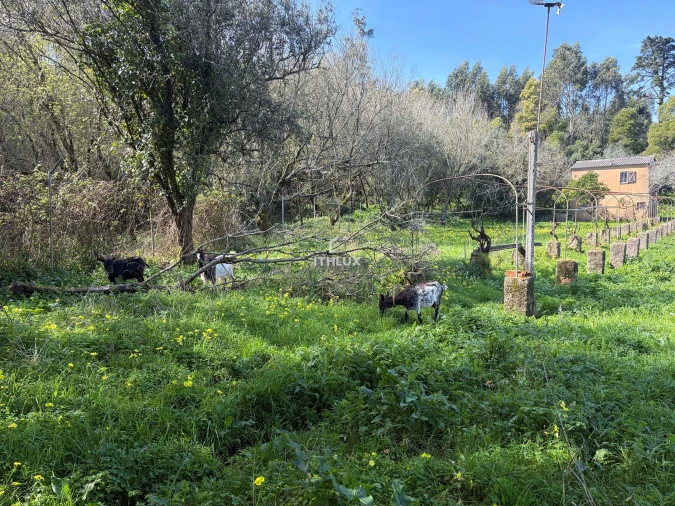 Quinta T10 para Venda em Agualva e Mira-Sintra Foto 15