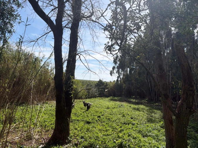 Quinta T10 para Venda em Agualva e Mira-Sintra Foto 14