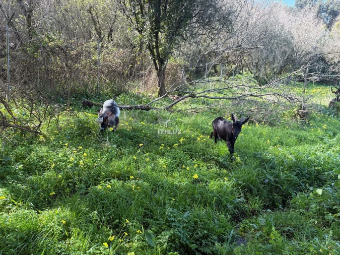 Quinta T10 para Venda em Agualva e Mira-Sintra Foto 16