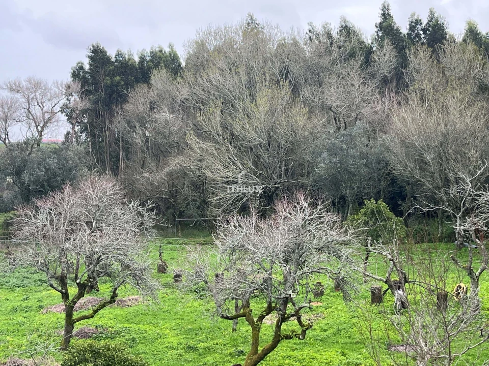 Quinta T10 para Venda em Agualva e Mira-Sintra Foto 5