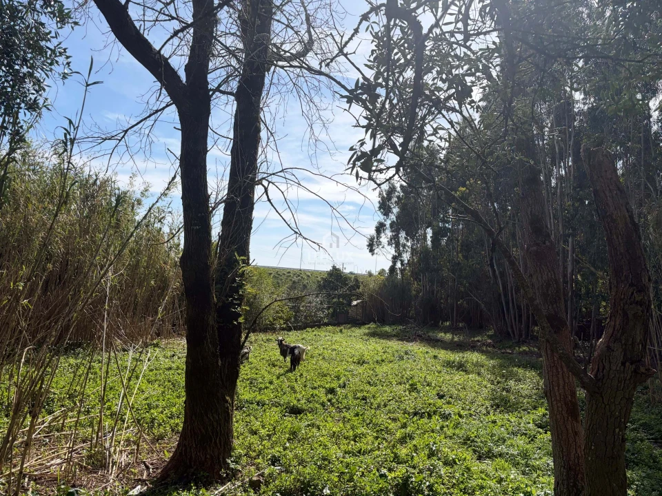 Quinta T10 para Venda em Agualva e Mira-Sintra Foto 14