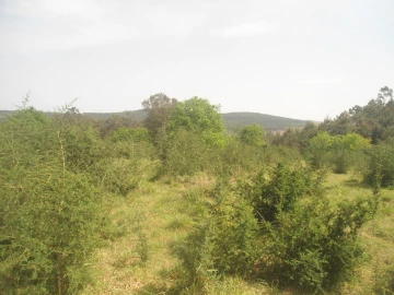 Moradia T0 para Venda em Sapardos