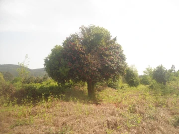 Moradia T0 para Venda em Sapardos