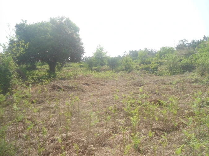 Moradia T0 para Venda em Sapardos Foto 9