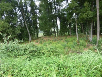Terreno Misto para Venda em Oliveira do Douro