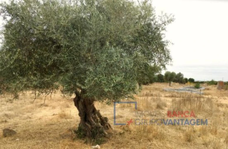 Terreno para Venda em Serpa (Salvador e Santa Maria) Foto 9