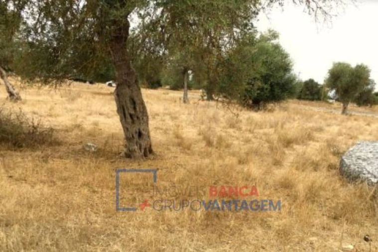Terreno para Venda em Serpa (Salvador e Santa Maria) Foto 10