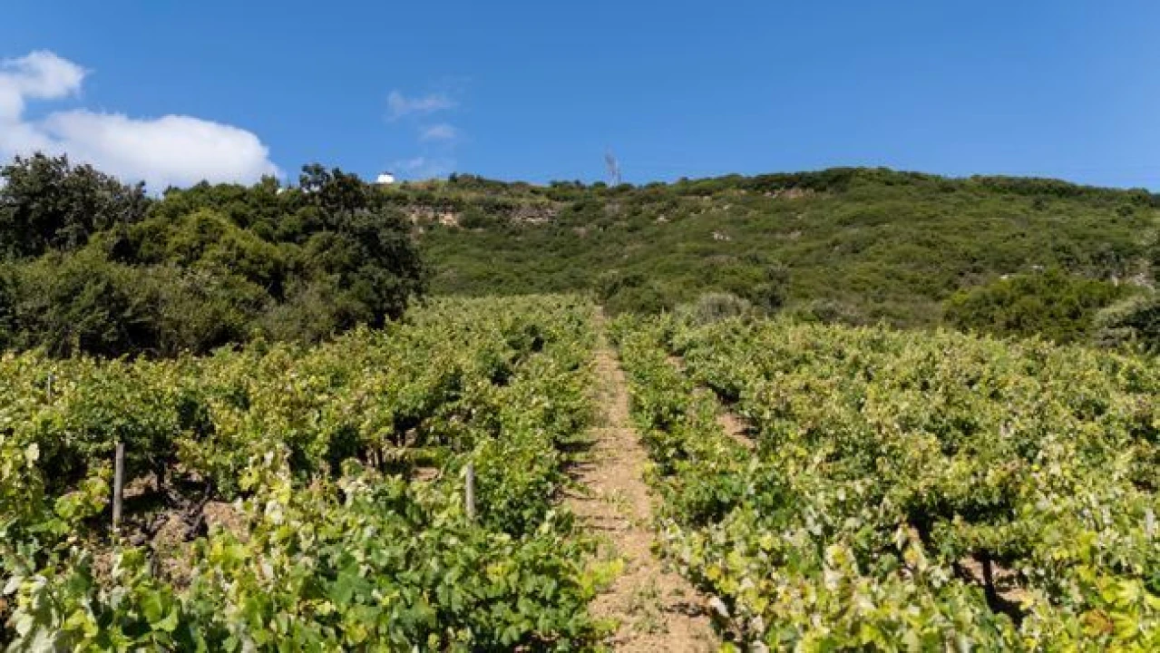Terreno Agricola ou Rústico para Venda em Santo Quintino Foto 4