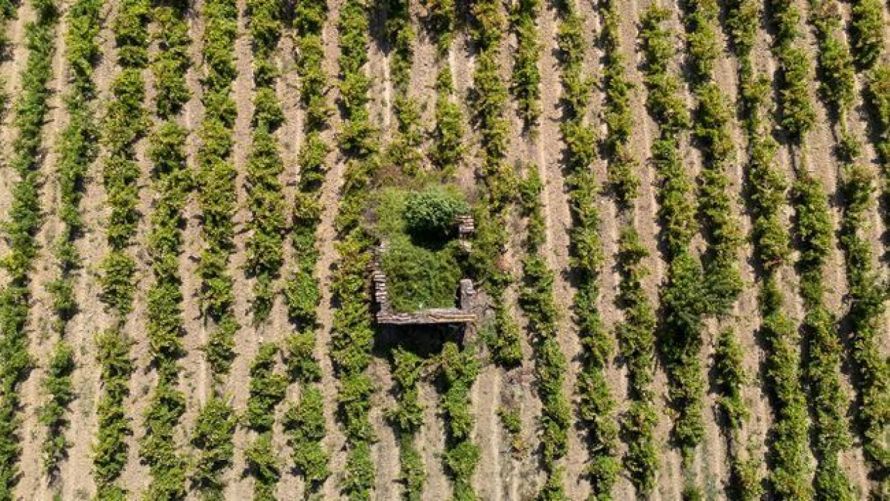 Terreno Agricola ou Rústico para Venda em Santo Quintino Foto 2