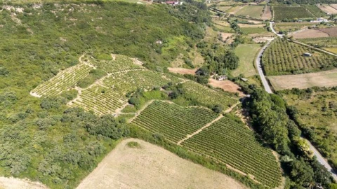 Terreno Agricola ou Rústico para Venda em Santo Quintino