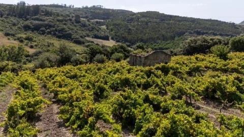 Terreno Agricola ou Rústico para Venda em Santo Quintino