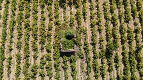 Terreno Agricola ou Rústico para Venda em Santo Quintino