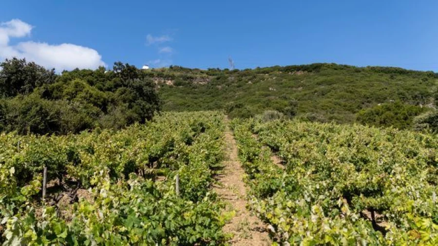 Terreno Agricola ou Rústico para Venda em Santo Quintino Foto 4