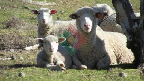 Quinta T7 para Venda em São Salvador da Aramenha