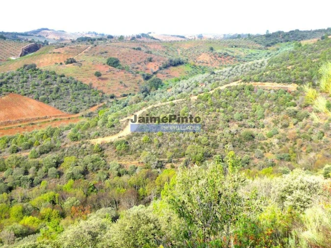 Terreno Agricola ou Rústico para Venda em Alfandega da Fe Foto 5