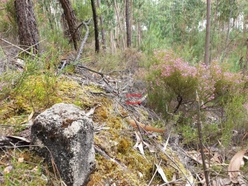 Terreno Misto para Venda em Alburitel