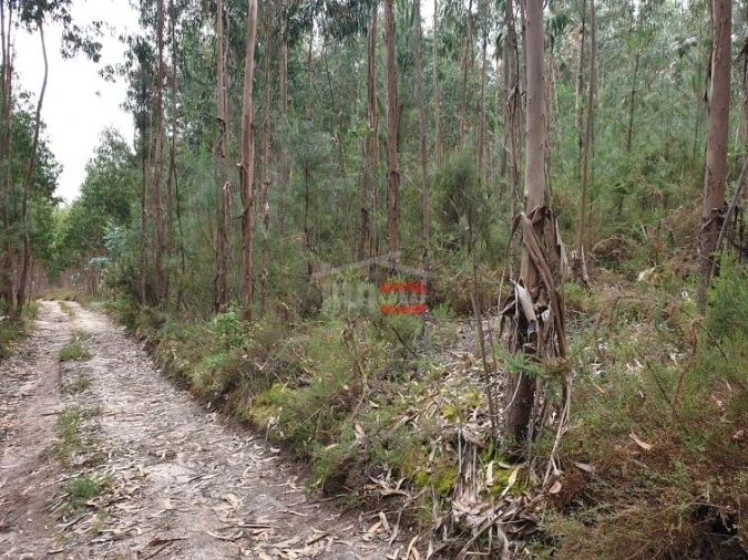 Terreno Misto para Venda em Alburitel Foto 3