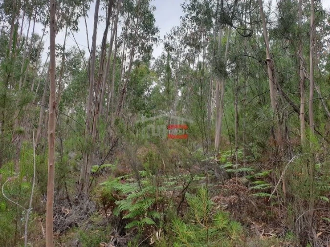 Terreno Misto para Venda em Alburitel Foto 4