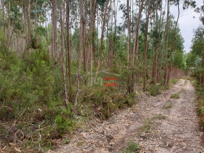 Terreno Misto para Venda em Alburitel Foto 7