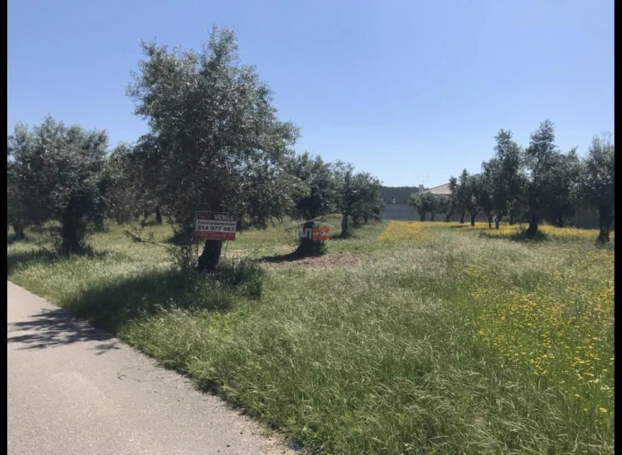 Terreno Misto para Venda em Alburitel Foto 4