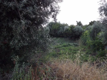 Terreno para Venda em Alcains