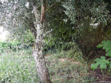 Terreno para Venda em Alcains