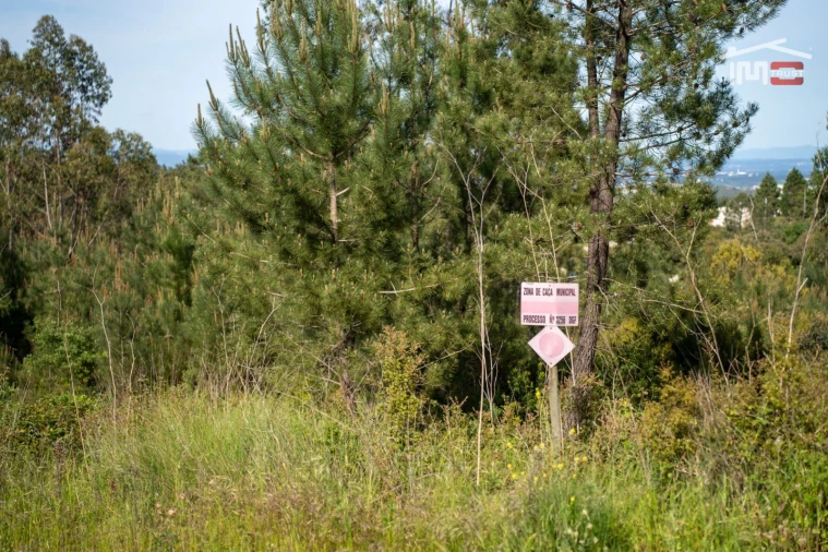 Terreno Agricola ou Rústico para Venda em Fatima Foto 15