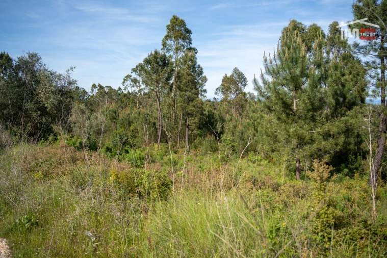 Terreno Agricola ou Rústico para Venda em Fatima Foto 17