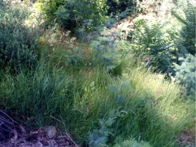 Terreno para Venda em Telões Foto 4