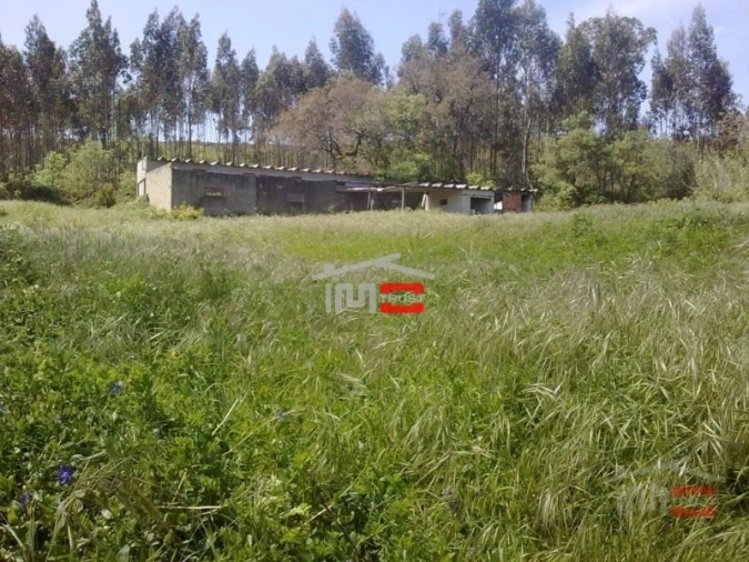 Terreno Misto para Venda em São Mamede Foto 10