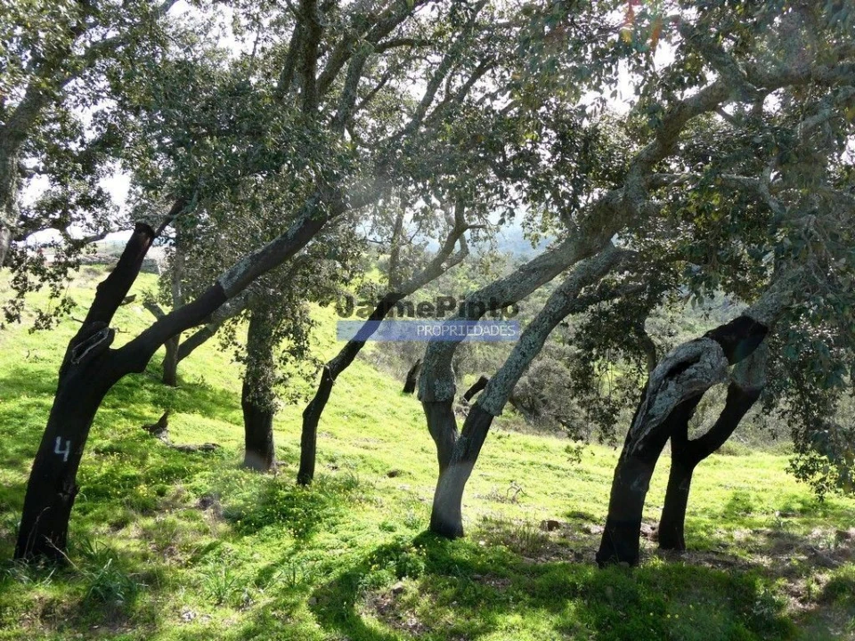 Terreno Agricola ou Rústico para Venda em Almodôvar e Graça dos Padrões Foto 1