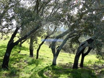 Terreno Agricola ou Rústico para Venda em Almodôvar e Graça dos Padrões