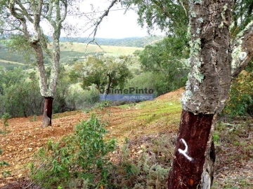 Terreno Agricola ou Rústico para Venda em Almodôvar e Graça dos Padrões