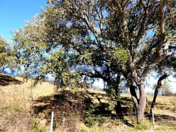 Terreno Agricola ou Rústico para Venda em Almodôvar e Graça dos Padrões