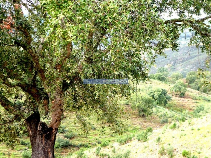 Terreno Agricola ou Rústico para Venda em Almodôvar e Graça dos Padrões Foto 6