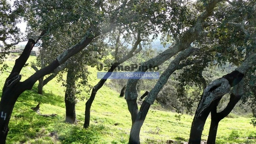 Terreno Agricola ou Rústico para Venda em Almodôvar e Graça dos Padrões