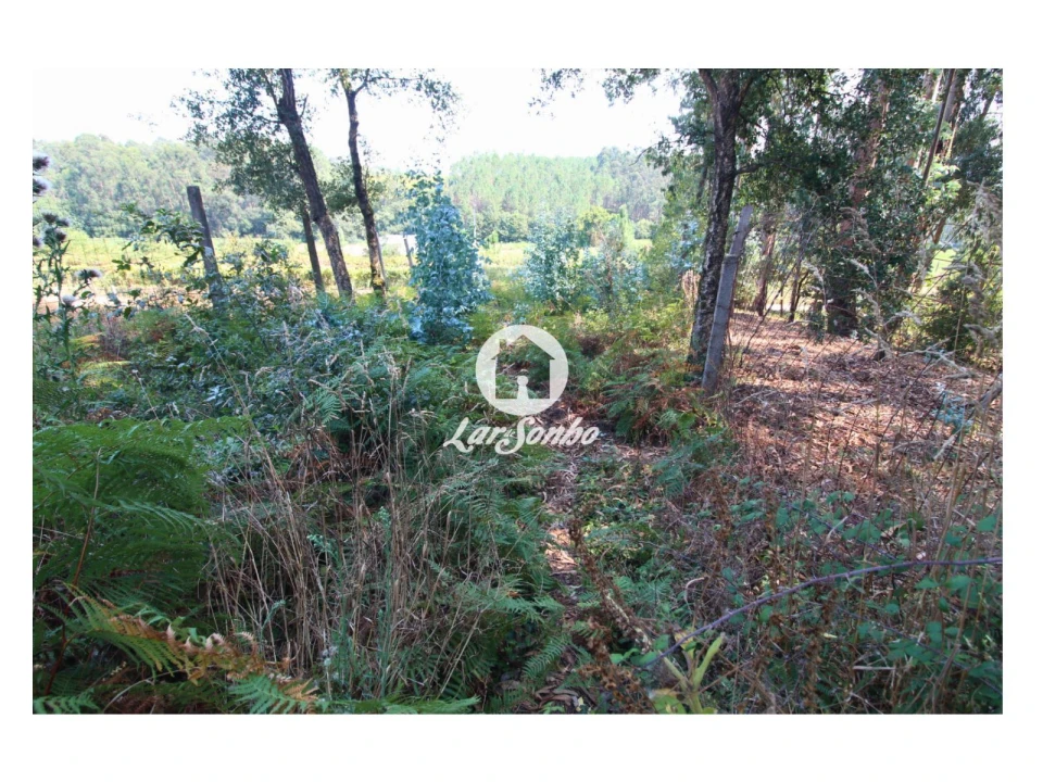 Terreno para Venda em Galegos (São Martinho) Foto 13