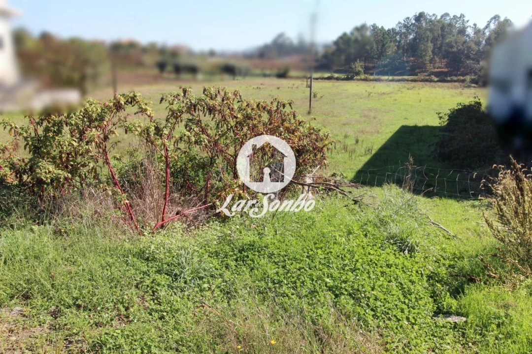 Terreno para Venda em Alvito (São Pedro e São Martinho) e Couto Foto 24