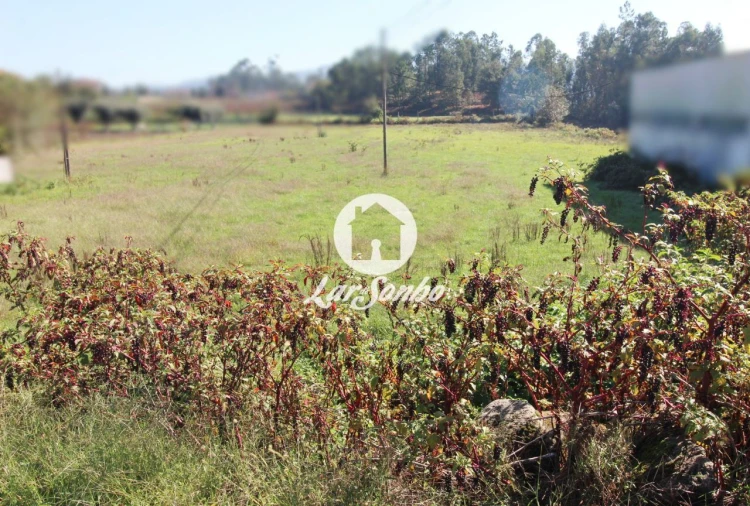 Terreno para Venda em Alvito (São Pedro e São Martinho) e Couto Foto 7